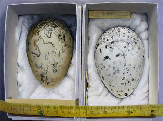 Isabella Kirkland, Great Auk Eggs, 2011 ikf1104