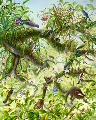 Isabella Kirkland, NOVA: Canopy, 2008 ikf0801